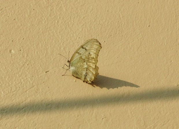 motyl z Malinalco