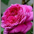 róża #ogród