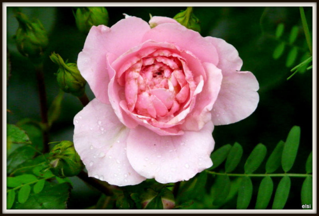 róża #ogród