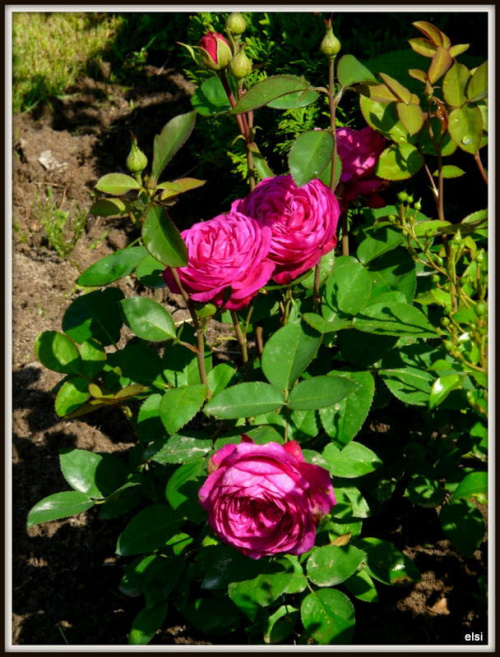 róża Heidi Klum #ogród