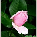 róza #ogród