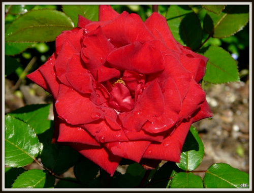 róża Aida #ogród