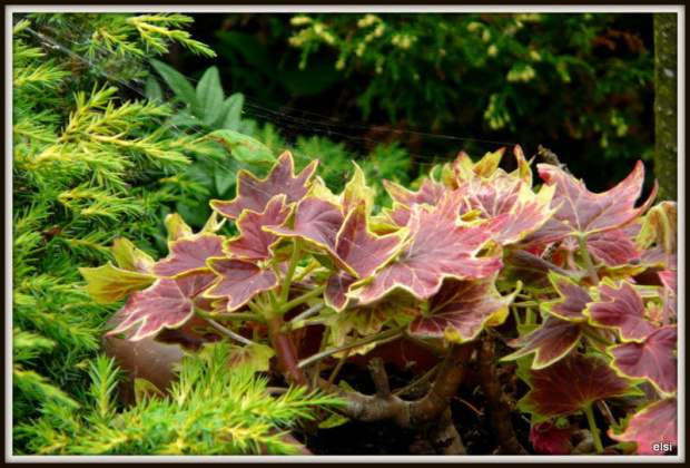 pelargonia #ogród