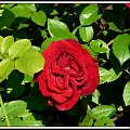 róża Aida #ogród