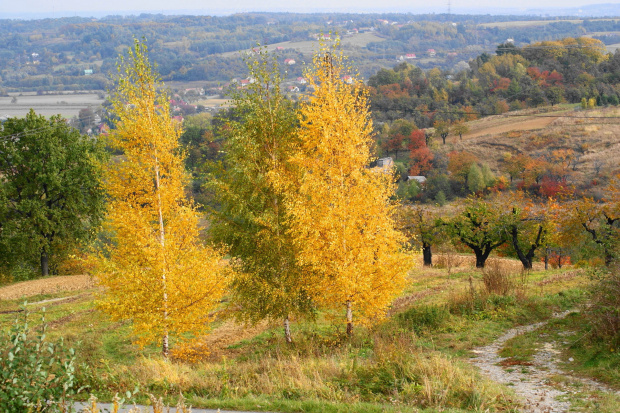 przyroda, jesień #jesień #przyroda