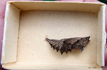 gąsienica to, czy jakiś kokon - ja nie wiem - córa znalazła to u siebie w pokoju ... #gąsienice #kokony