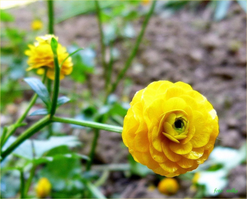 w moim ogródku ... :)) #kwiaty #ogród #wiosna #czerwiec #pełniki