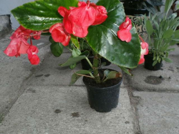 begonia wisząca