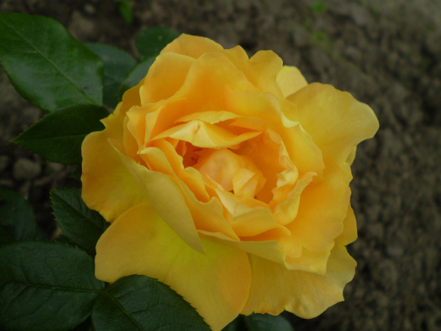 Bernstein Rose