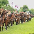 XII Piknik kawaleryjski w Suwałkach, Próba dzielności konia, Zalew Arkadia, 23 czerwca 2012 #kawaleria #konie #PiknikKawaleryjski #Suwałki