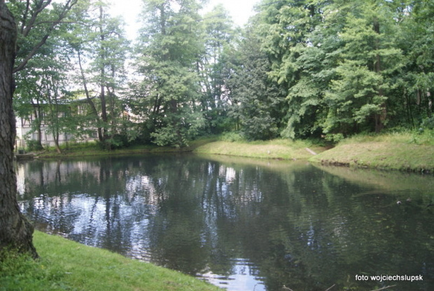 Lasek północny w Słupsku