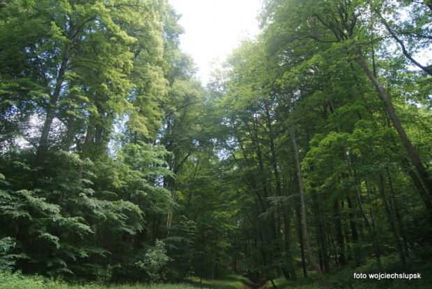 Lasek północny w Słupsku