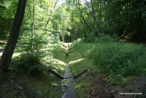 Lasek północny w Słupsku