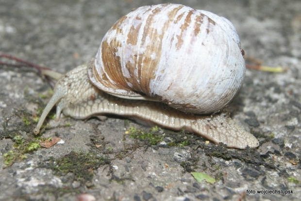 Lasek północny w Słupsku