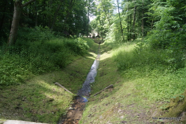 Lasek północny w Słupsku