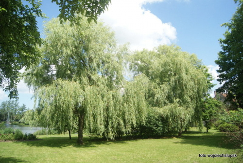 Stawek Centrowski w Słupsku