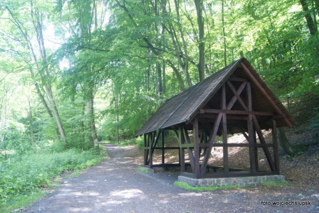 Lasek północny w Słupsku