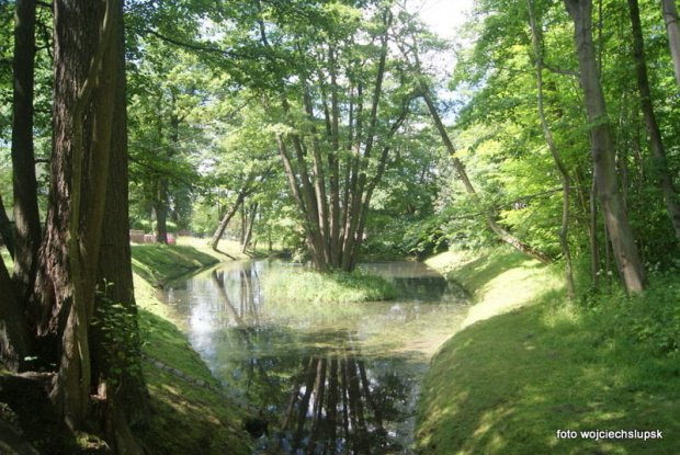 Lasek północny w Słupsku