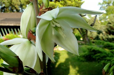 Jukka #bratek #jukka #krwawnik #lilie #maki #róże