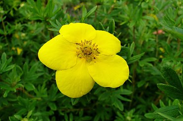 Pięciornik krzewiasty #bratek #jukka #krwawnik #lilie #maki #róże