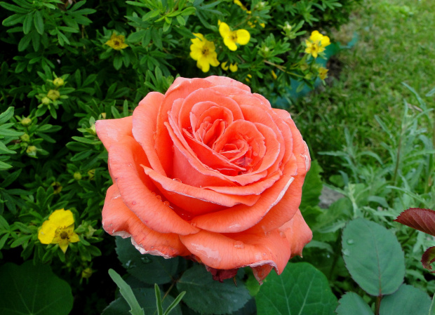 Róża #bratek #jukka #krwawnik #lilie #maki #róże