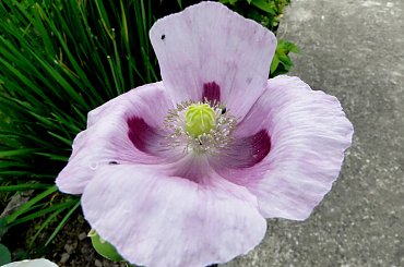 Mak #bratek #jukka #krwawnik #lilie #maki #róże