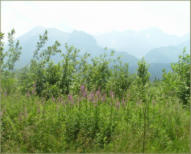 tatry ..widok z Bukowiny