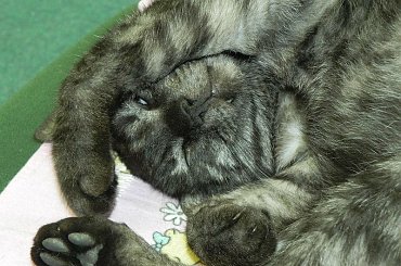 Zakładowe kocurki #Koty #Misio #Pracusie #Snejki