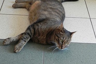 Zakładowe kocurki #Koty #Misio #Pracusie #Snejki