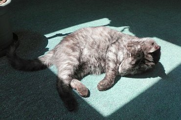 Zakładowe kocurki #Koty #Misio #Pracusie #Snejki