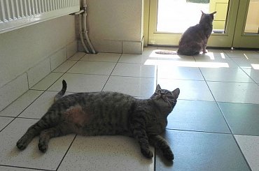 Zakładowe kocurki #Koty #Misio #Pracusie #Snejki