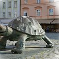 Dla Basi Jovanka1 i Człapusia. Żółwik na rynku w Ołomuńcu :)