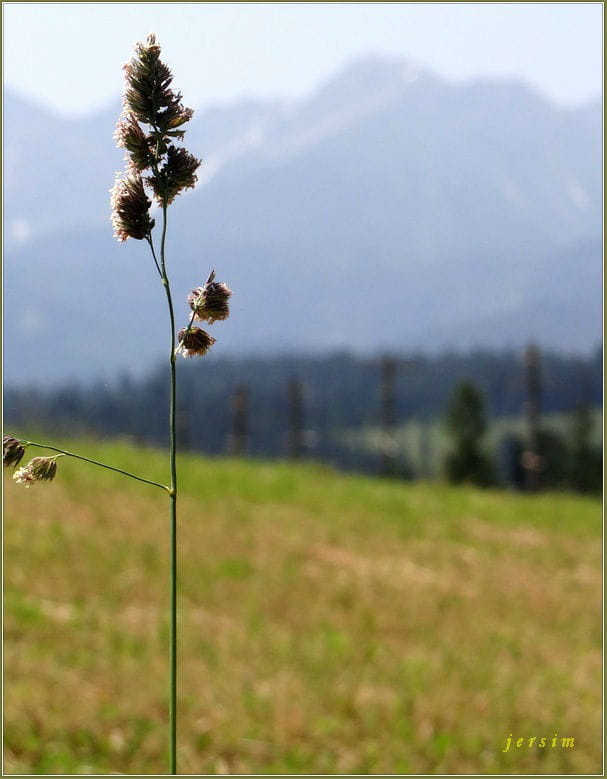 tatry..widok z Bukowiny..