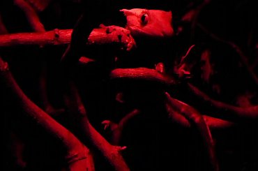 #CrestedGecko #GekonOrzęsiony #night #RedLight #RhacodactylusCiliatus