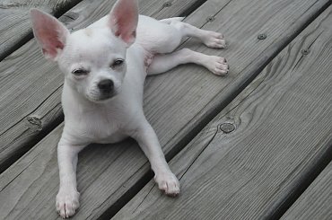 Lula #chihuahua #Etiennette #psy #szczeniaki