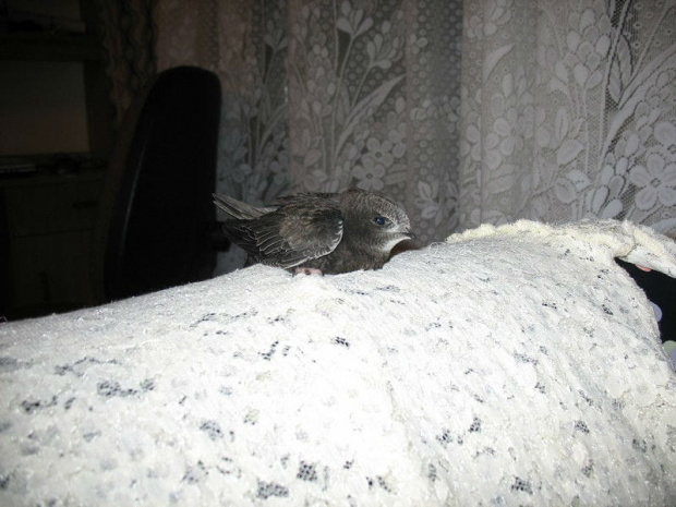 Jerzyk znaleziony w piwnicy - opiekowałam sie nim 3 dni. Potem trafił do Ośrodka Rehabilitacji Dzikich Zwierząt w Chełmie, tam nabrał sił i wrócił na wolność #Jerzyk #ptaki