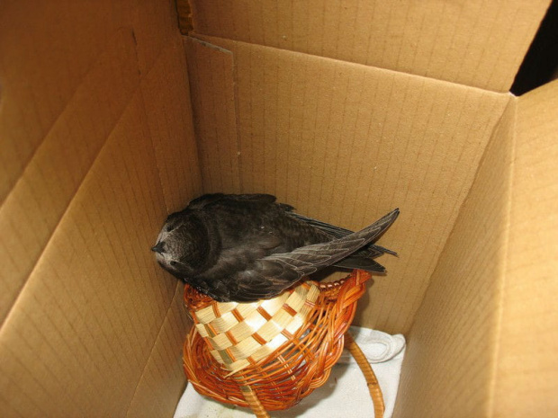 Jerzyk znaleziony w piwnicy - opiekowałam sie nim 3 dni. Potem trafił do Ośrodka Rehabilitacji Dzikich Zwierząt w Chełmie, tam nabrał sił i wrócił na wolność #Jerzyk #ptaki