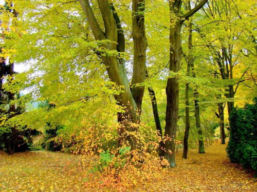 Cmentarz Centralny w Szczecinie , tuż przed świętem ...