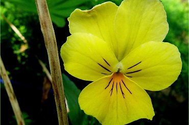 jeszcze sobie jakieś takie niedobitki kwitną w kącie ogrodu ... :)) #bratki #kwiaty #lato #ogród