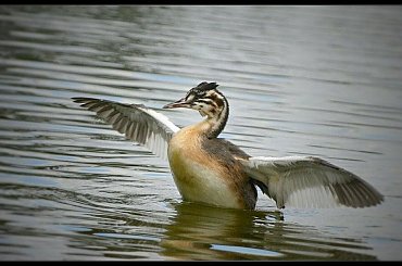 Młode perkoziątka szybko rosną i nabierają kolorów ... #PerkozDwuczuby #pisklę
