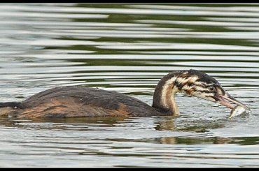 Młode perkoziątka potrafią już same zdobyć pożywienie, ale mimo to rodzice czasem jeszcze je karmią ... #PerkozDwuczuby #pisklę