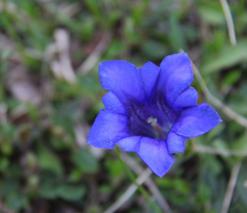 niebiesko mi;)) #kwiaty