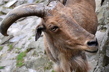 Z krakowskiego ZOO #ZOO #Kraków #zwierzęta