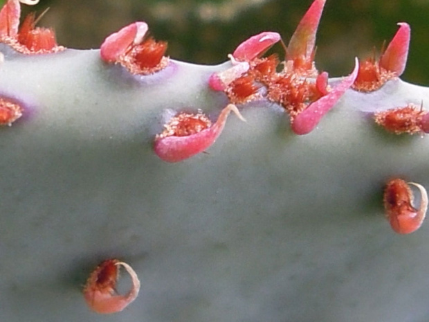 lipiec 2012 #kaktusy