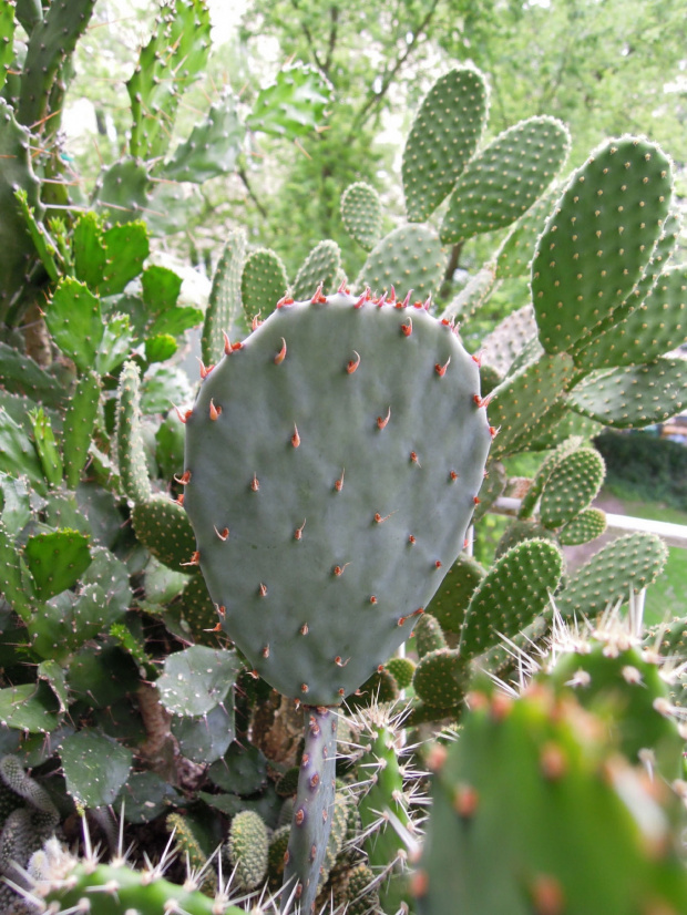 lipiec 2012 #kaktusy