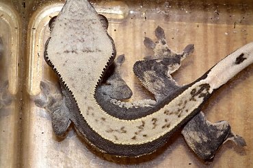 #CremeBack #CrestedGecko #GekonOrzęsiony #hatchling #RhacodactylusCiliatus #solid