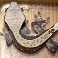 #CremeBack #CrestedGecko #GekonOrzęsiony #hatchling #RhacodactylusCiliatus #solid