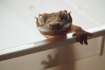 #CrestedGecko #GekonOrzęsiony #hatchling #RhacodactylusCiliatus #superdalmatian #tiger #yellow