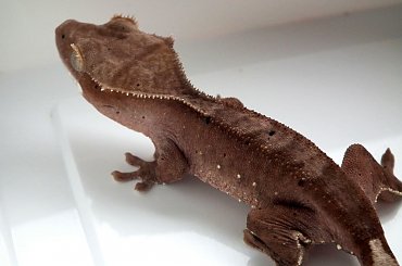 #CrestedGecko #dalmatian #GekonOrzęsiony #hatchling #red #RhacodactylusCiliatus