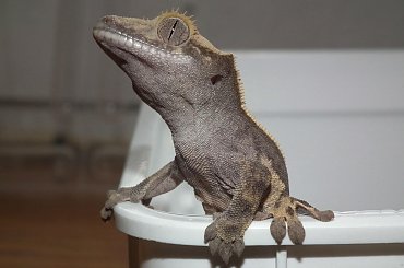 #CremeBack #CrestedGecko #GekonOrzęsiony #hatchling #RhacodactylusCiliatus #solid